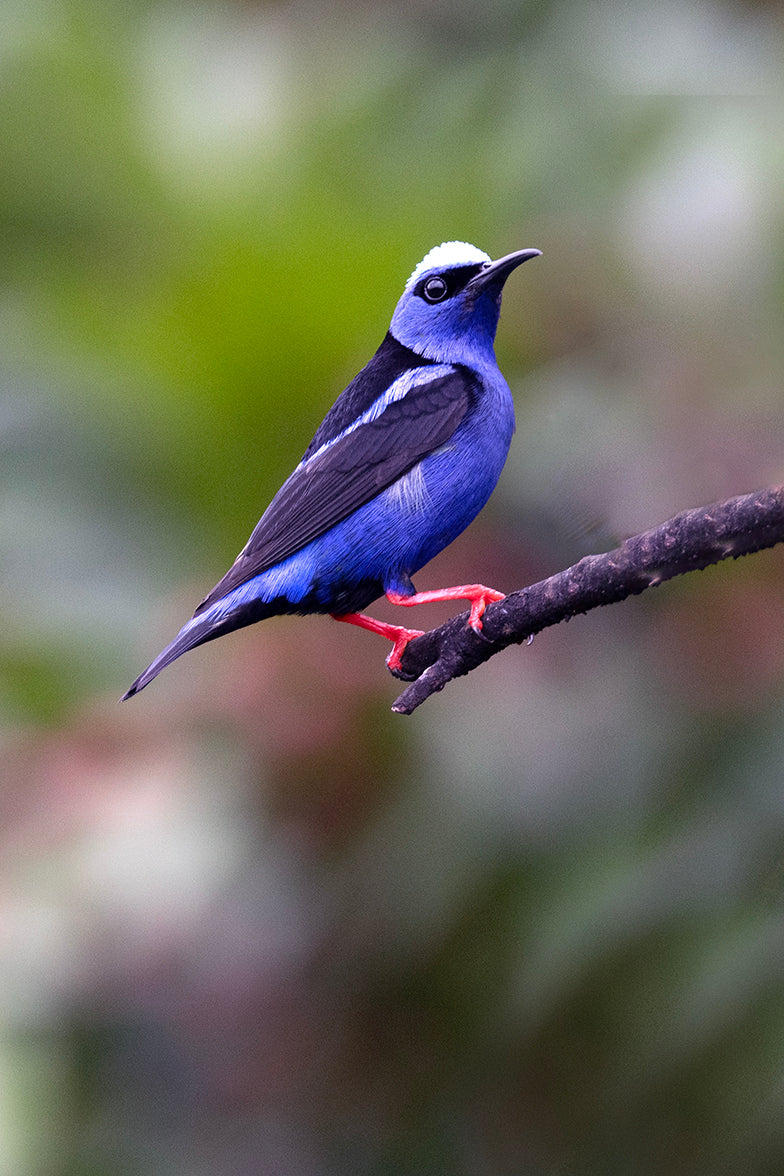 Red Legged Honey Creeper