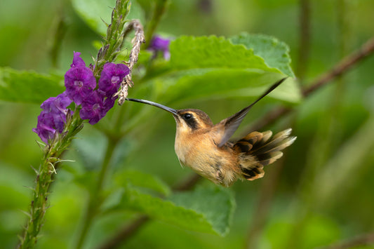 Strip-throated Hermit.