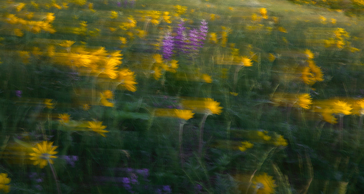 Wild Flowers in Wind