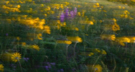 Wild Flowers in Wind