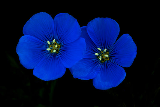 Blue Wild Flowers