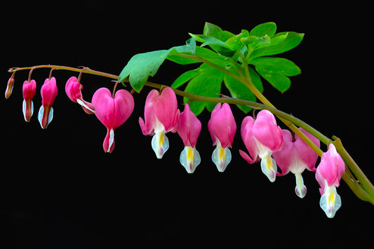 Bleeding Hearts