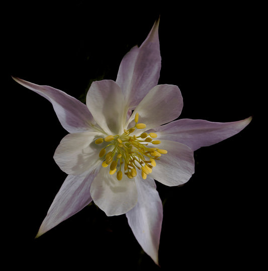 Wilod Columbine