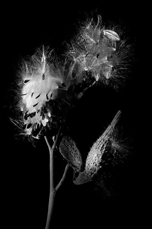 Milk Weed III