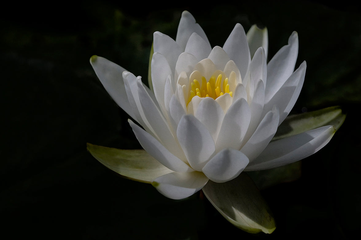 Water Lily