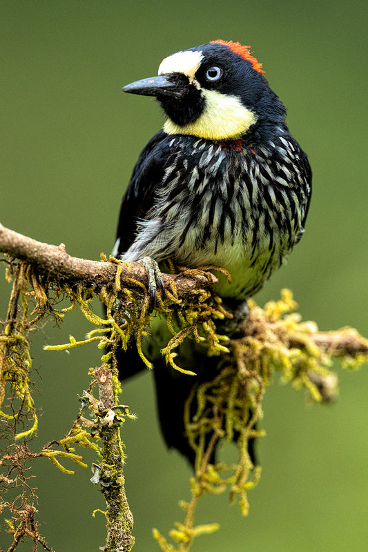 Acorn Woodpecker