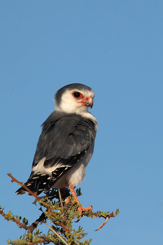 African Pygmy Falcon