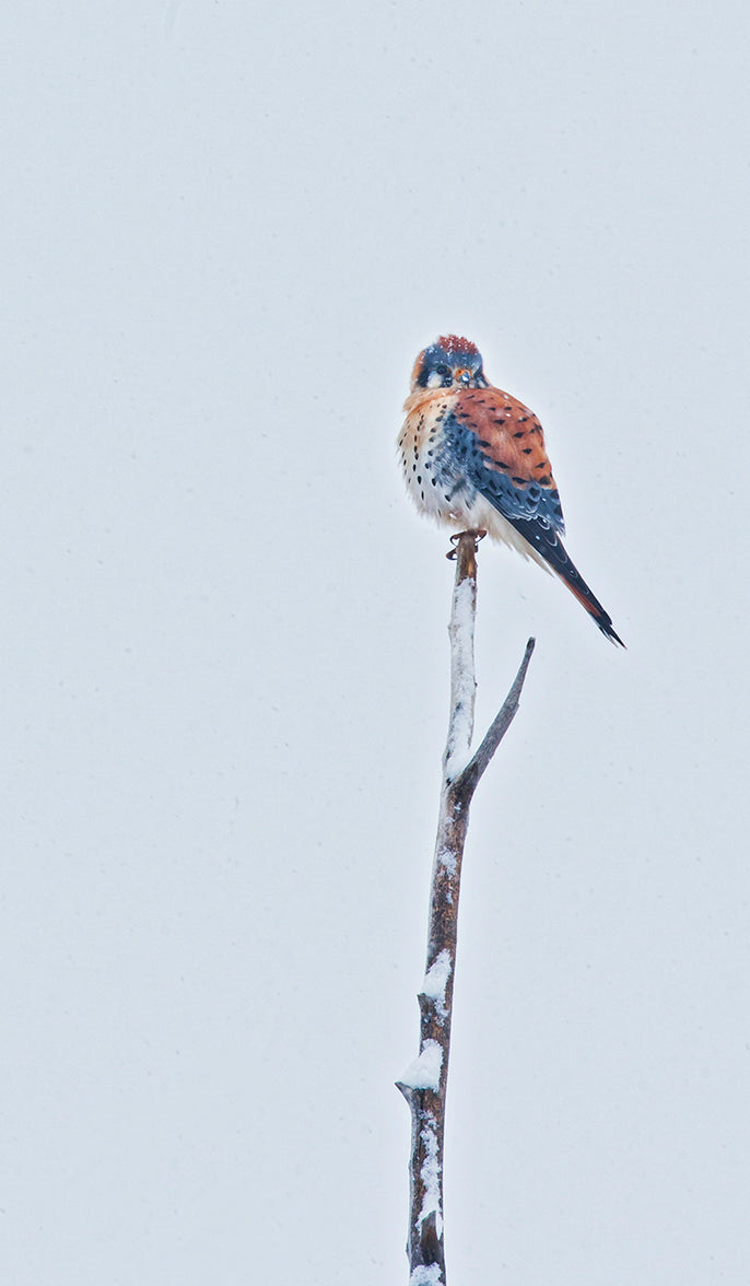 American Kestrel