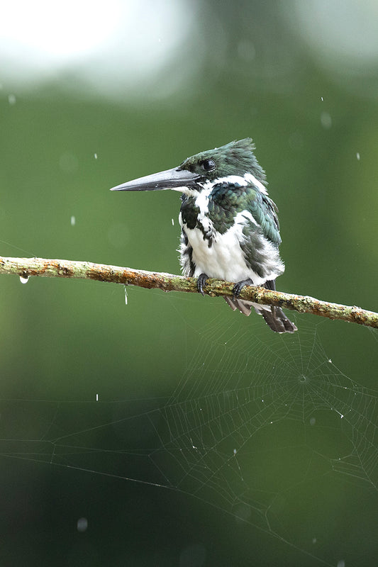 Amazon Kingfisher