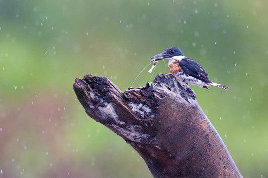 Amazon Kingfisher