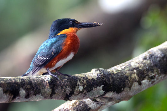 American pygmy kingfisher