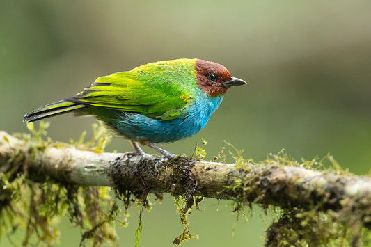 Bay-headed Tanager