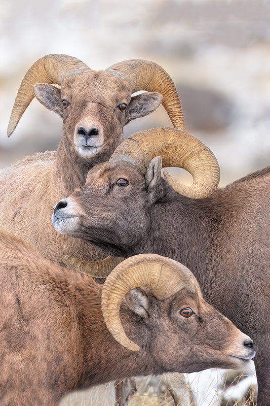 Stacked Rams