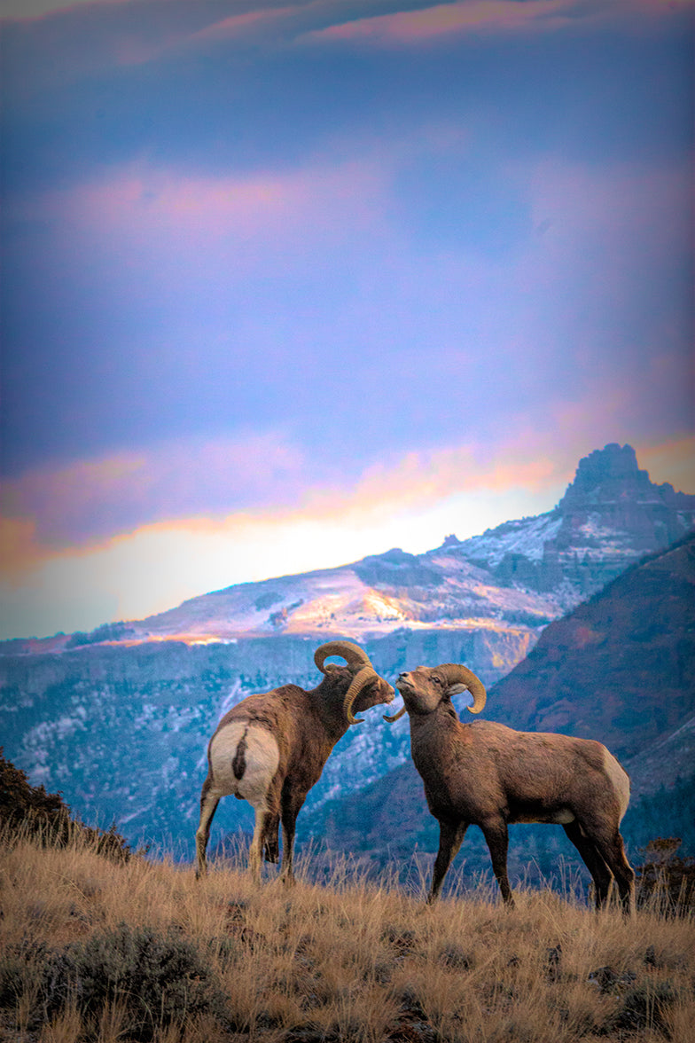 Southfork Bighorns