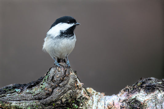 Black Capped Chickadee