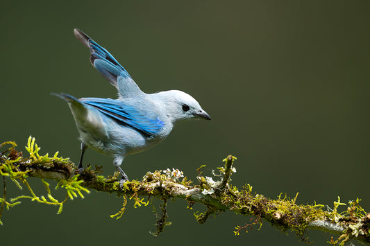 Blue Grey Tanager