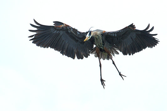 Blue Heron Landing