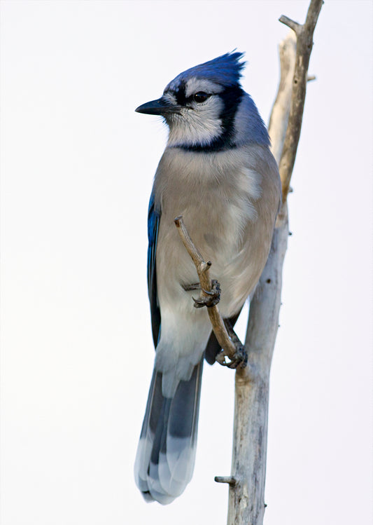 Blue Jay