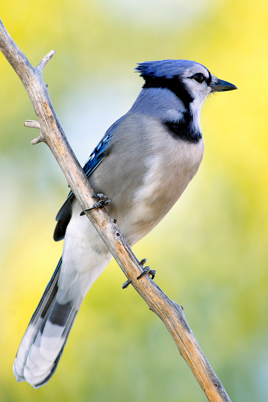 Blue Jay