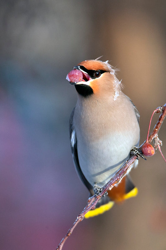 Bohemian Waxwing