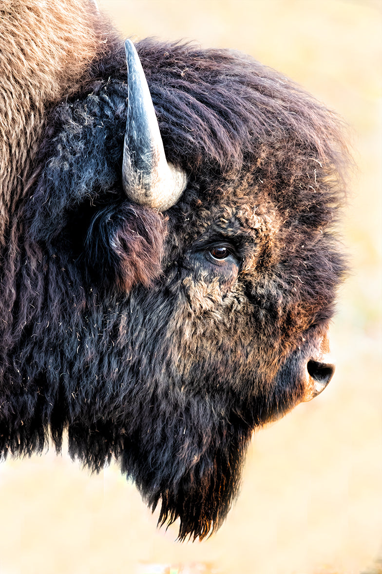 Bison Portrait