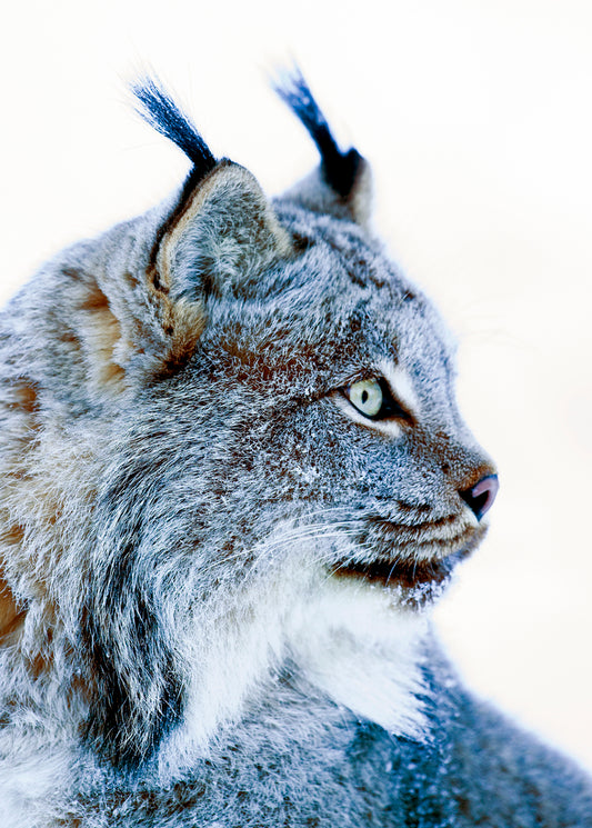 Lynx Portrait