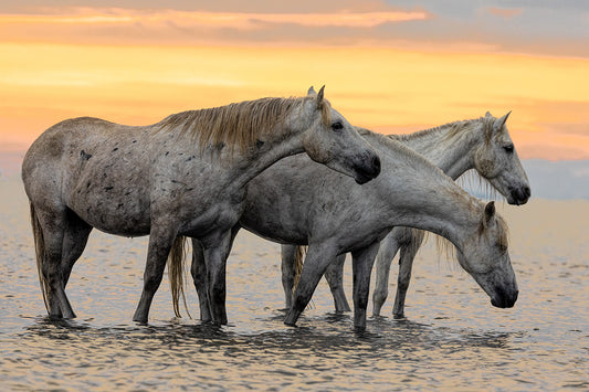 Camargue Color