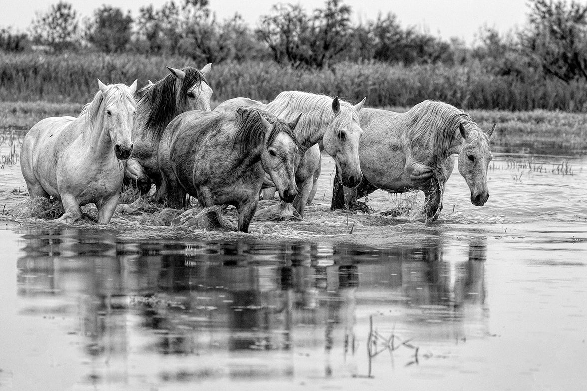 Camargue Wetlands B&W