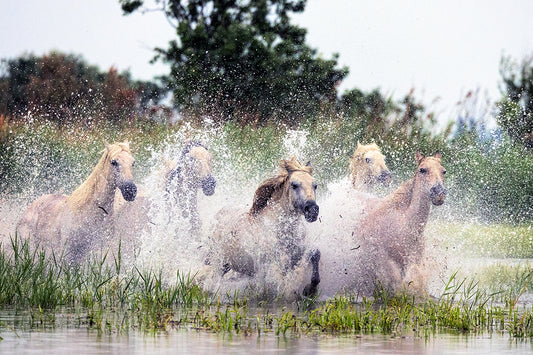 Wetlands Runners