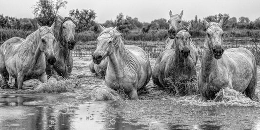 Camargue Wetlands II  B&W