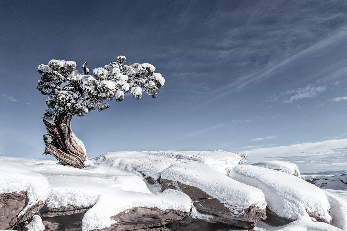 Bristlecone Pine