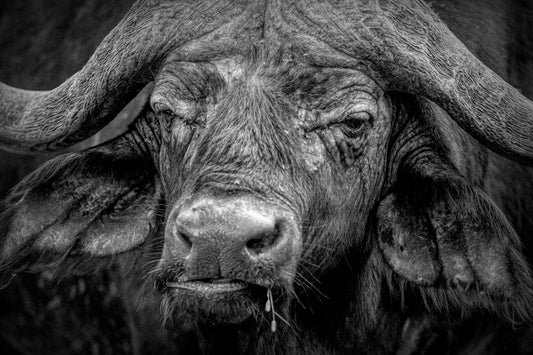 Cape Buffalo B&W