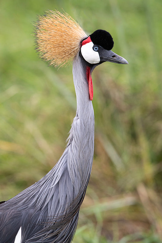 Grey Crowned Crane