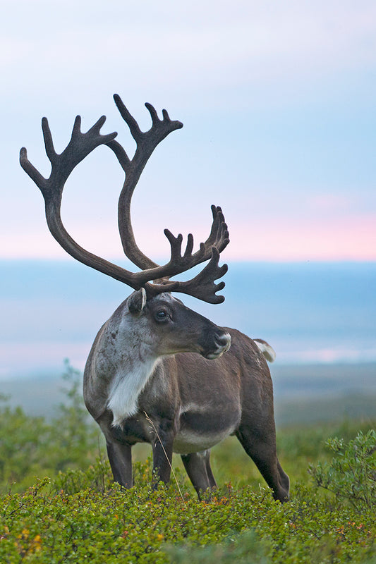 Caribou Bull