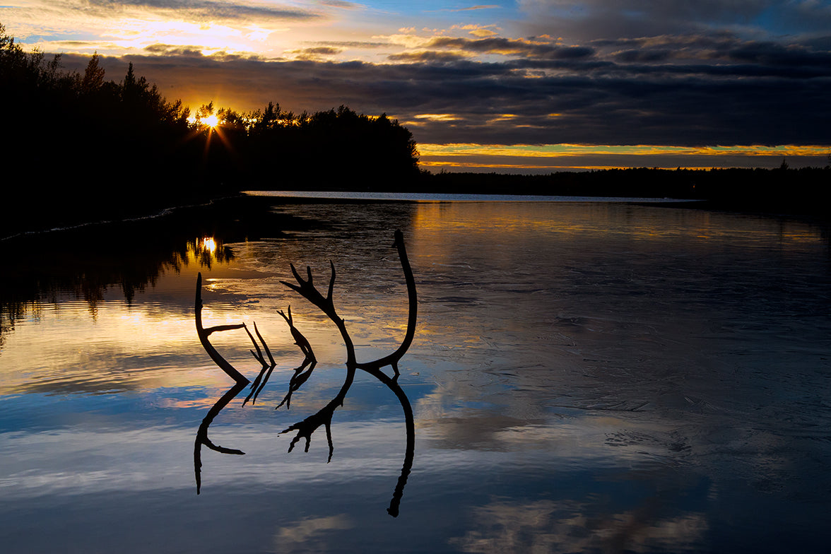 Caribou Horns in Sunset