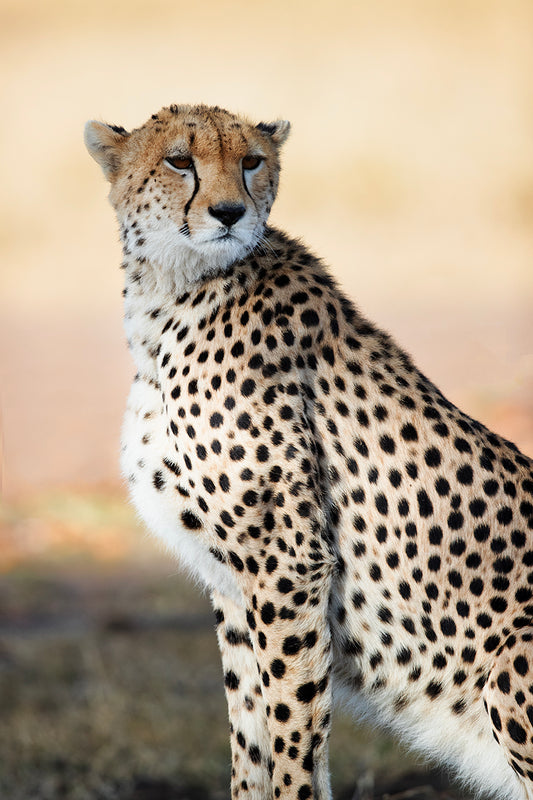 Cheetah Portrait