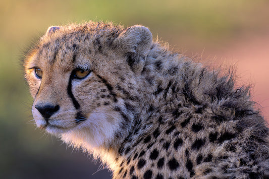 Cheetah Portrait II