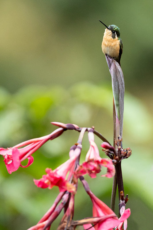 Cinnamon Hummingbird