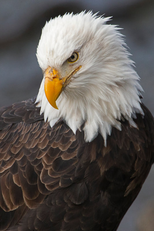 Portrait of Bald Eagle