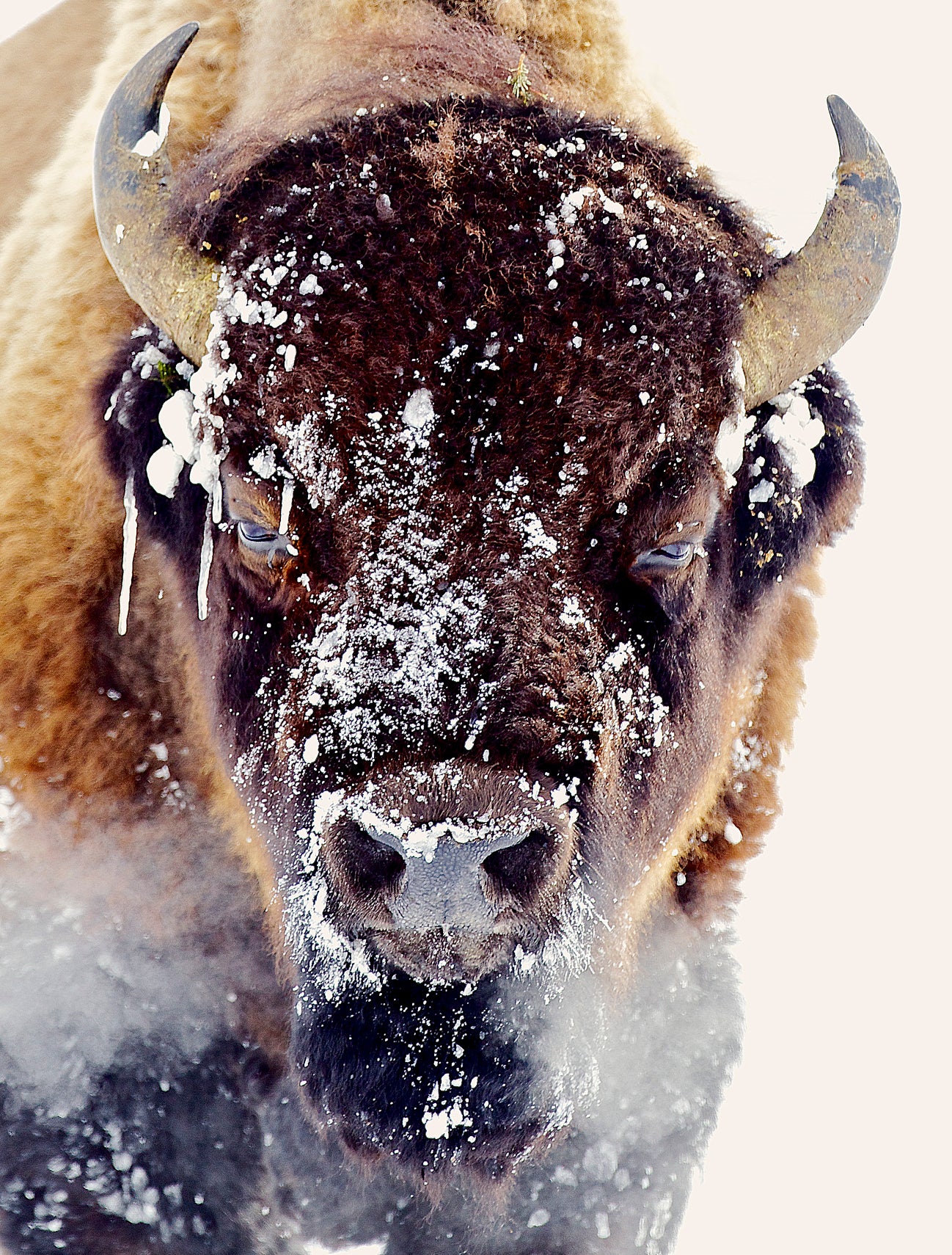 Cold Bull