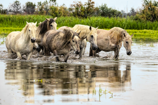 Camargue Wetlands