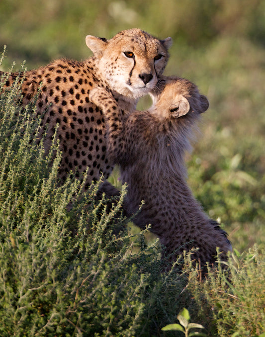 Kitty Kiss