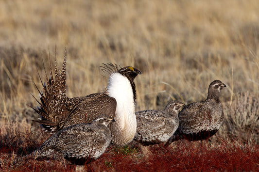 Sagegrouse Playboy