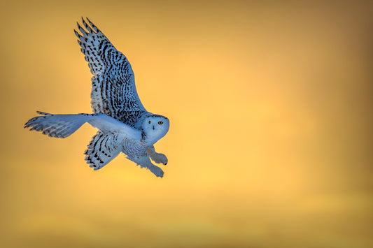 Snowy Owl sunset