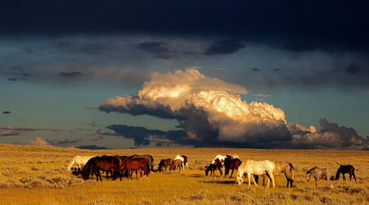 Wild Horses Spring