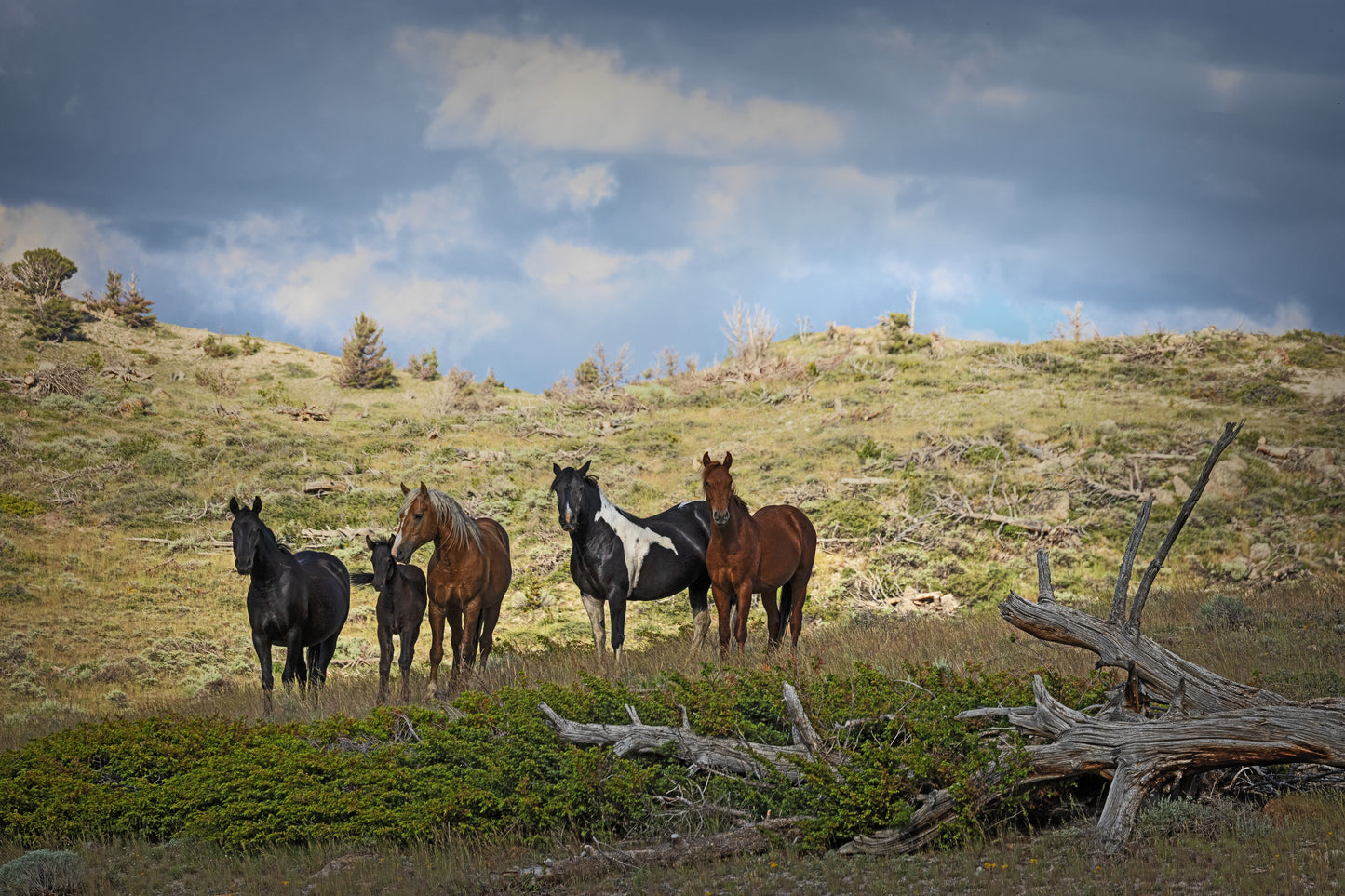 Wild Horses on Green