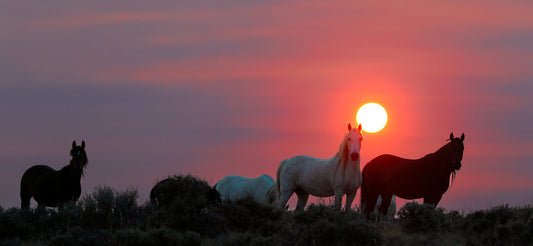 Wild Horses on Fire