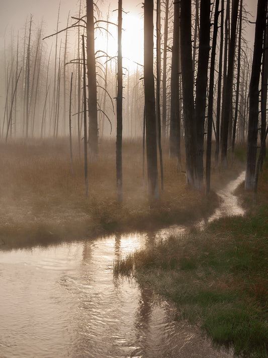 Yellowstone Lost