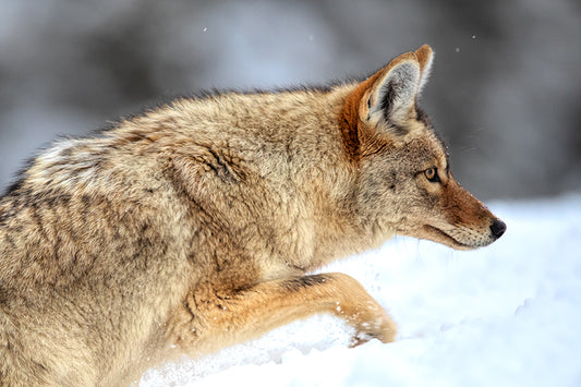 Coyote Waits