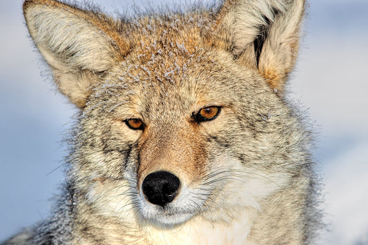 Coyote Up Close